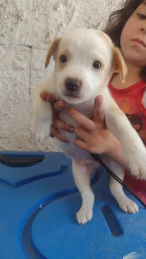 Cachorro raça SRD-ViraLata idade 2 a 6 meses nome LEONARDO
