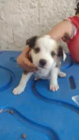 Cachorro ra a SRD-ViraLata idade 2 a 6 meses nome LEÔNCIO