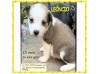 Cachorro ra a SRD-ViraLata idade 2 a 6 meses nome LEÔNCIO