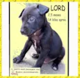 Cachorro ra a SRD-ViraLata idade 2 a 6 meses nome LORD