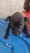 Cachorro ra a SRD-ViraLata idade 2 a 6 meses nome LORD