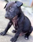 Cachorro ra a SRD-ViraLata idade 2 a 6 meses nome LORD