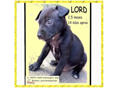 Cachorro ra a SRD-ViraLata idade 2 a 6 meses nome LORD