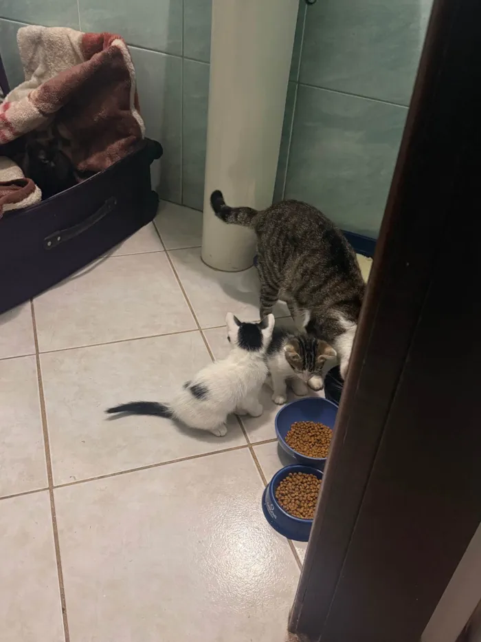 Gato ra a SRD-ViraLata idade Abaixo de 2 meses nome Filhote Fêmea 1 mês e 20 dias 