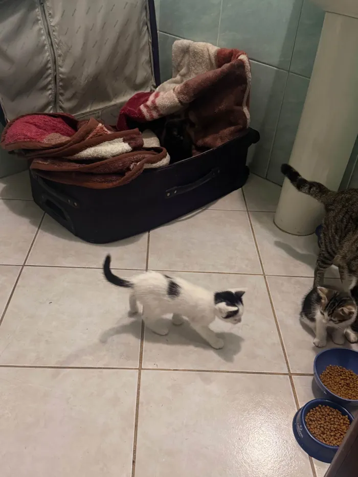 Gato ra a SRD-ViraLata idade Abaixo de 2 meses nome Filhote Fêmea 1 mês e 20 dias 