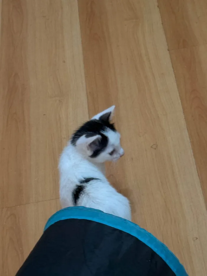 Gato ra a SRD-ViraLata idade Abaixo de 2 meses nome Filhote Fêmea 1 mês e 20 dias 