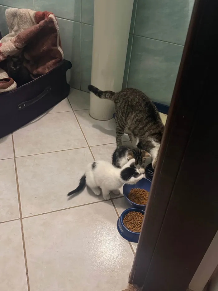 Gato ra a SRD-ViraLata idade Abaixo de 2 meses nome Filhote Fêmea 1 mês e 20 dias 