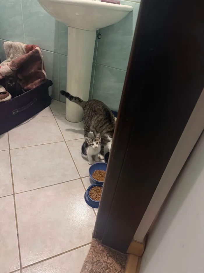 Gato ra a SRD-ViraLata idade Abaixo de 2 meses nome Filhote fêmea - 1 mês e 20 dias