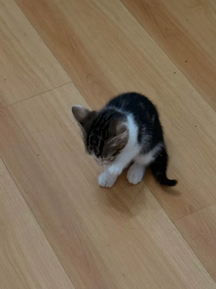 Gato ra a SRD-ViraLata idade Abaixo de 2 meses nome Filhote fêmea - 1 mês e 20 dias