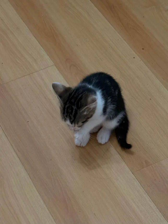 Gato ra a SRD-ViraLata idade Abaixo de 2 meses nome Filhote fêmea - 1 mês e 20 dias