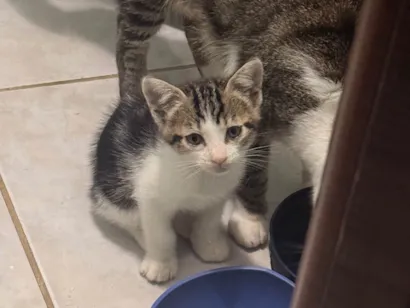 Gato raça SRD-ViraLata idade Abaixo de 2 meses nome Filhote fêmea - 1 mês e 20 dias