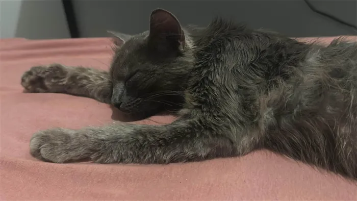 Gato ra a SRD-ViraLata idade 4 anos nome Sem nome 