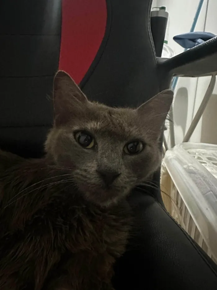 Gato ra a SRD-ViraLata idade 4 anos nome Sem nome 