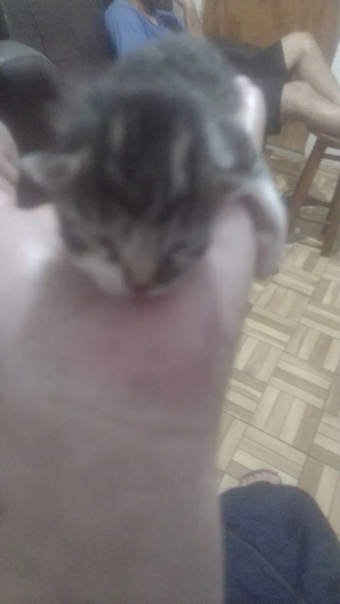 Gato ra a SRD-ViraLata idade 2 a 6 meses nome SILVIA PATRICIA CARNEIRO DA SILVA