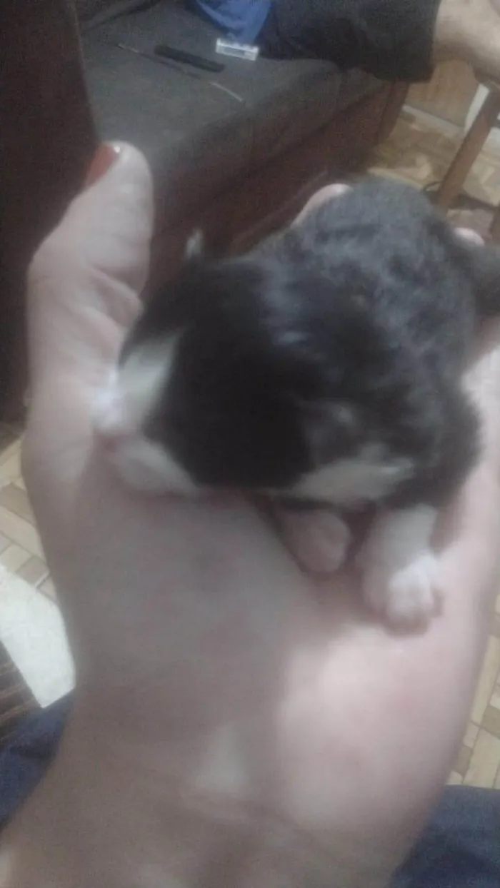 Gato ra a SRD-ViraLata idade 2 a 6 meses nome SILVIA PATRICIA CARNEIRO DA SILVA