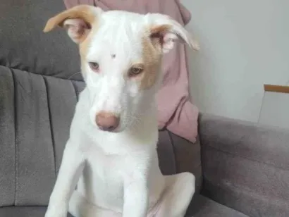 Cachorro raça SRD-ViraLata idade 2 a 6 meses nome Lua