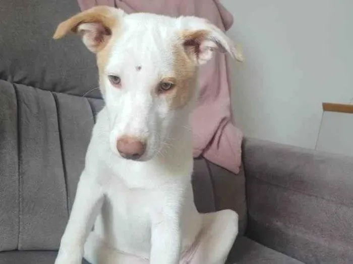 Cachorro raça SRD-ViraLata idade 2 a 6 meses nome Lua