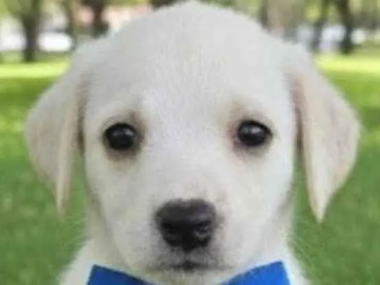 Cachorro ra a SRD-ViraLata idade 2 a 6 meses nome Bento 