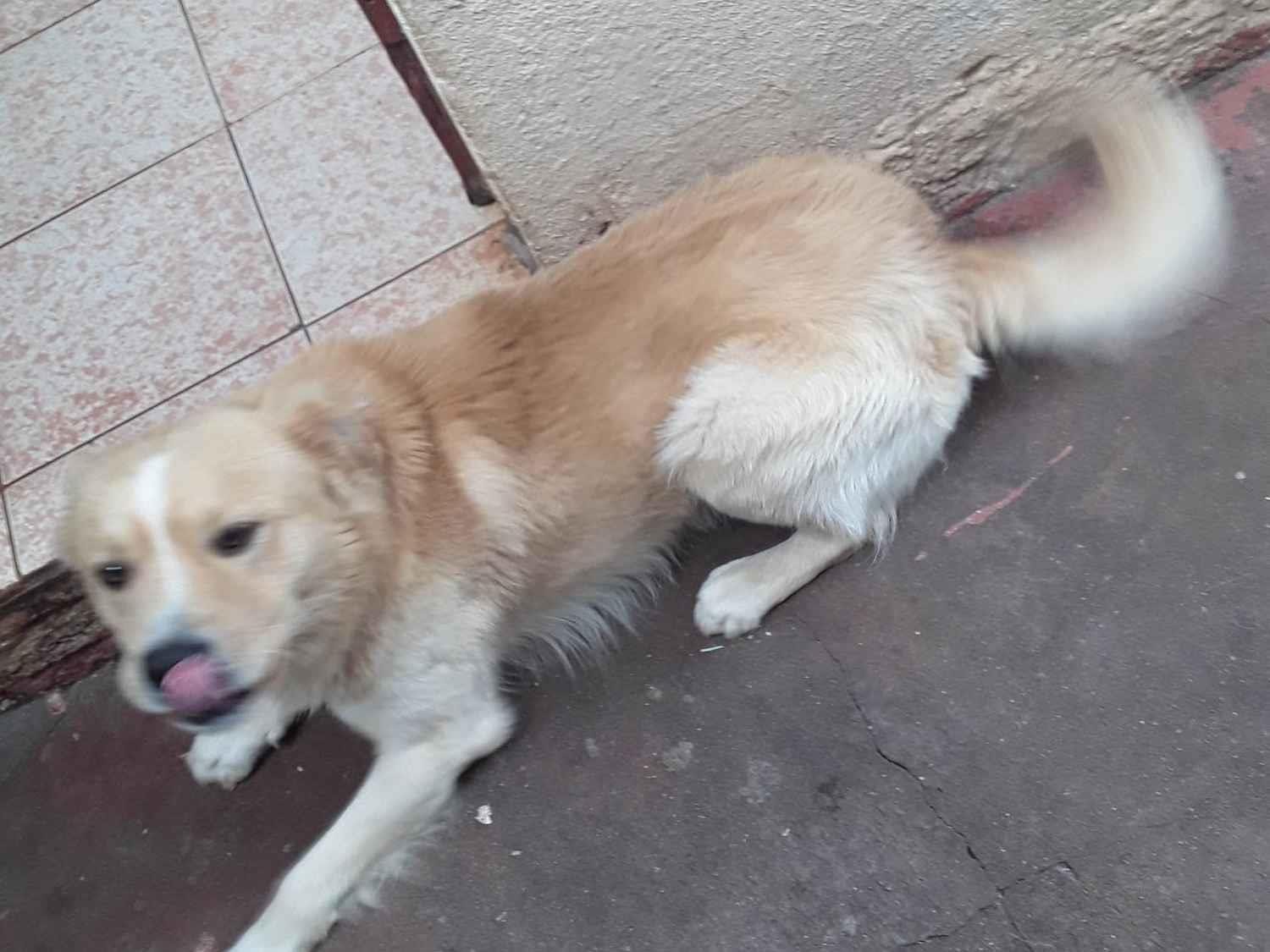 Cachorro ra a SRD-ViraLata idade 2 a 6 meses nome Smoke