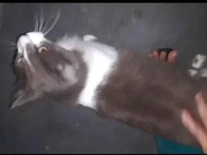 Gato raça SRD-ViraLata idade 1 ano nome Sem nome