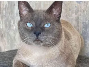 Gato ra a SRD-ViraLata idade 3 anos nome Tity