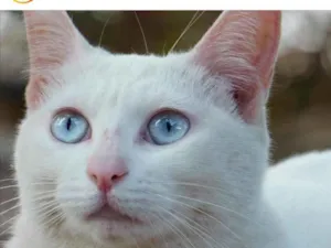 Gato raça SRD-ViraLata idade 1 ano nome Cocada