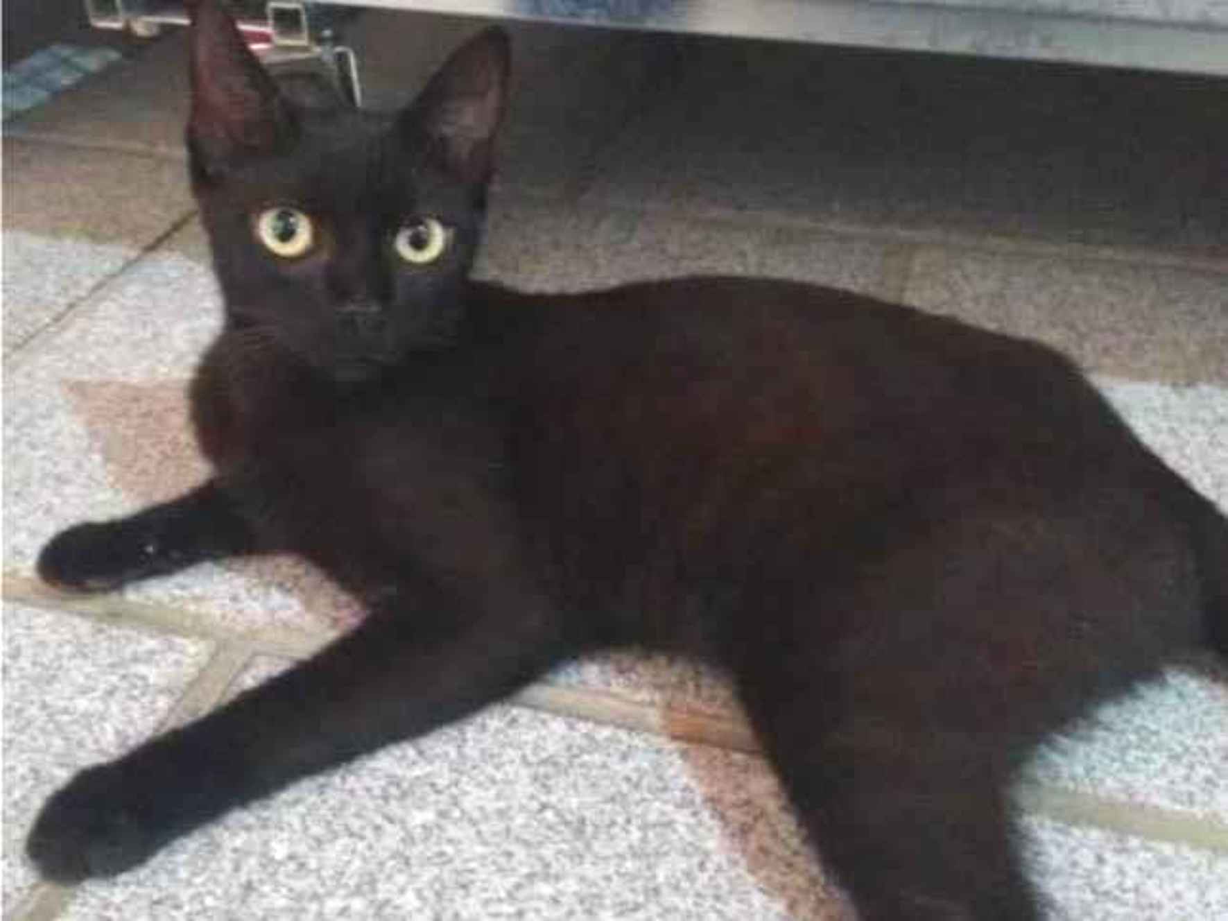Gato ra a SRD-ViraLata idade 2 a 6 meses nome Jujuba