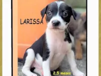 Cachorro raça SRD-ViraLata idade 2 a 6 meses nome LARISSA