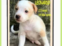 Cachorro raça SRD-ViraLata idade 2 a 6 meses nome LEONARDO
