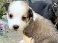 Cachorro raça SRD-ViraLata idade 2 a 6 meses nome LEÔNCIO