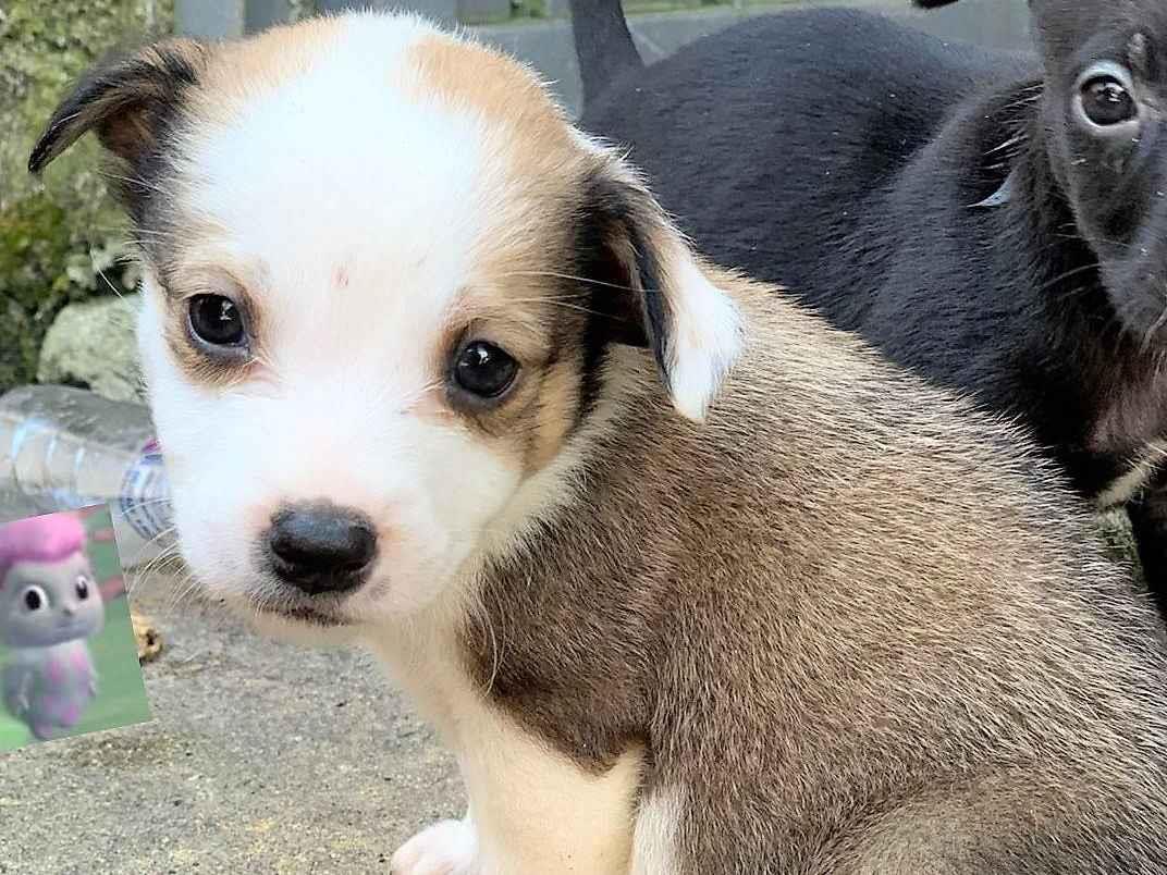 Cachorro raça SRD-ViraLata idade 2 a 6 meses nome LEÔNCIO