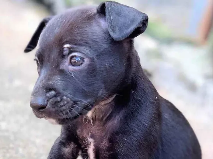 Cachorro raça SRD-ViraLata idade 2 a 6 meses nome LORD