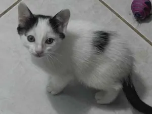 Gato raça SRD-ViraLata idade Abaixo de 2 meses nome Filhote Fêmea 1 mês e 20 dias 
