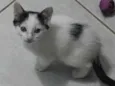 Gato ra a SRD-ViraLata idade Abaixo de 2 meses nome Filhote Fêmea 1 mês e 20 dias 