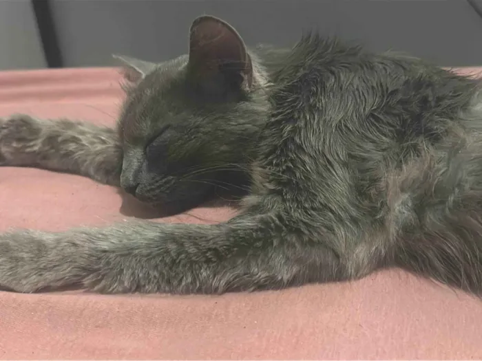 Gato ra a SRD-ViraLata idade 4 anos nome Sem nome 
