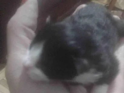 Gato raça SRD-ViraLata idade 2 a 6 meses nome SILVIA PATRICIA CARNEIRO DA SILVA