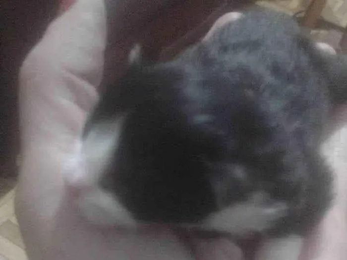 Gato ra a SRD-ViraLata idade 2 a 6 meses nome SILVIA PATRICIA CARNEIRO DA SILVA