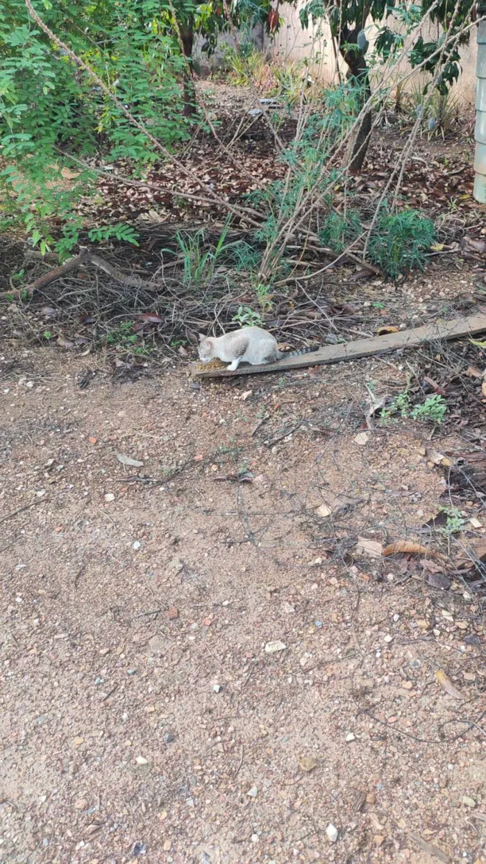 Gato ra a SRD-ViraLata idade 7 a 11 meses nome Geralt