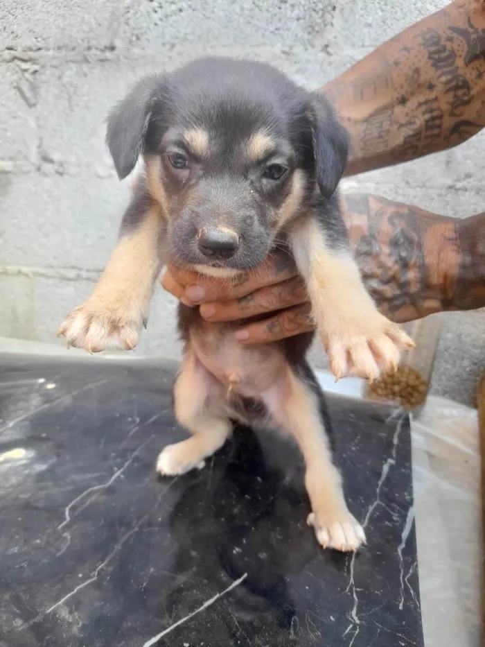 Cachorro ra a SRD-ViraLata idade 2 a 6 meses nome Thor