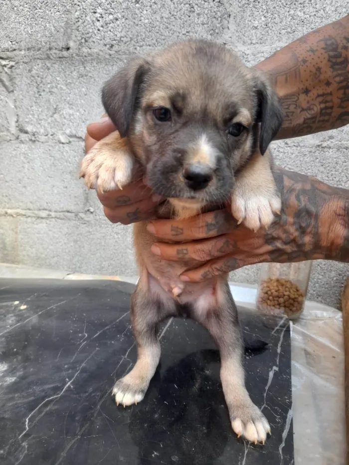 Cachorro ra a SRD-ViraLata idade 2 a 6 meses nome Thor