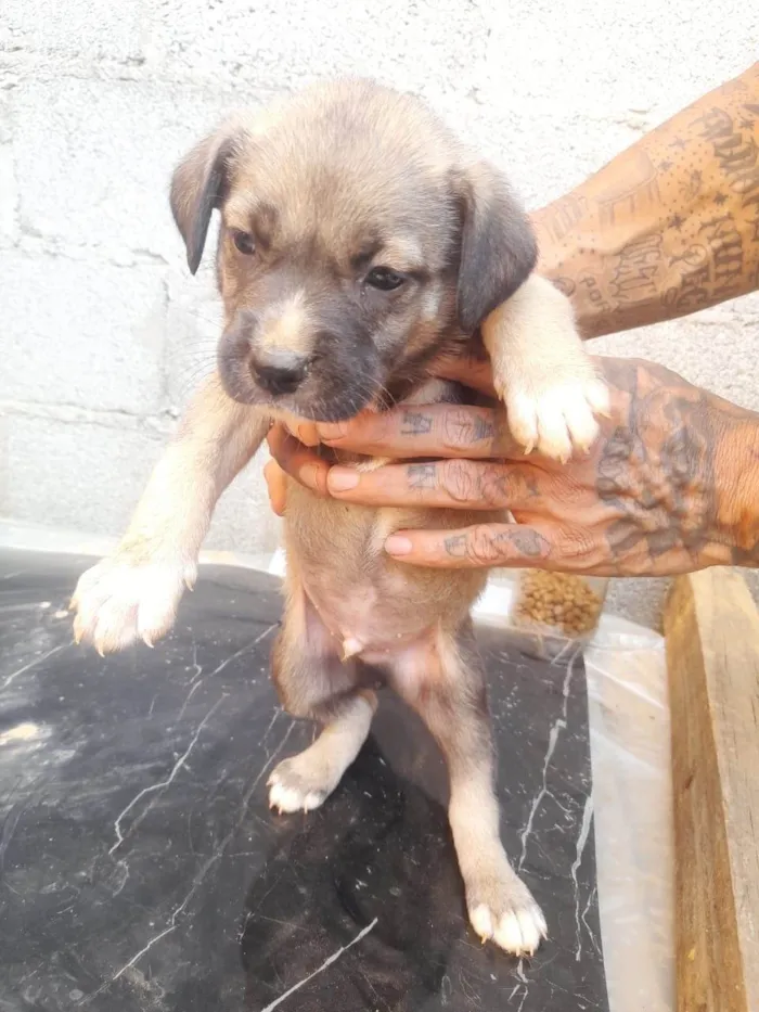 Cachorro ra a SRD-ViraLata idade 2 a 6 meses nome Thor