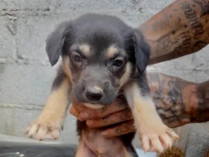 Cachorro ra a SRD-ViraLata idade 2 a 6 meses nome Thor
