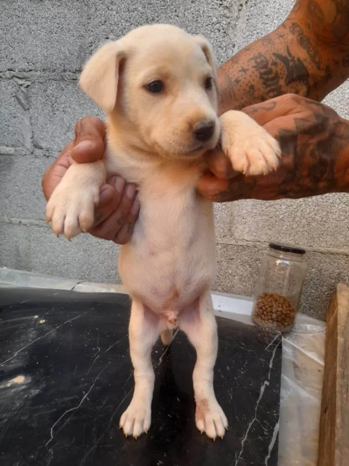 Cachorro ra a SRD-ViraLata idade 2 a 6 meses nome Igris 