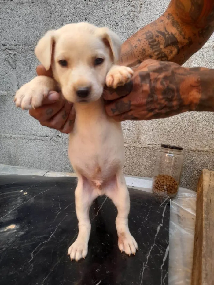 Cachorro ra a SRD-ViraLata idade 2 a 6 meses nome Igris 