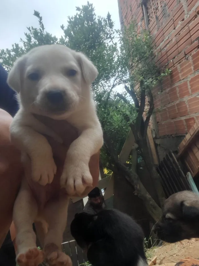 Cachorro ra a SRD-ViraLata idade 2 a 6 meses nome Igris 