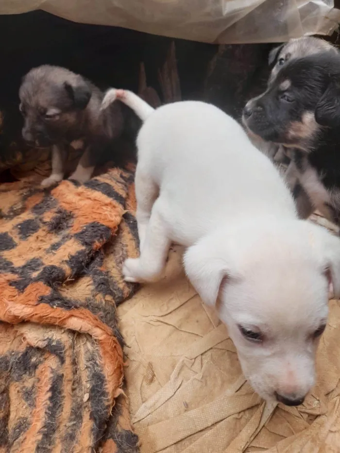 Cachorro ra a SRD-ViraLata idade 2 a 6 meses nome Igris 