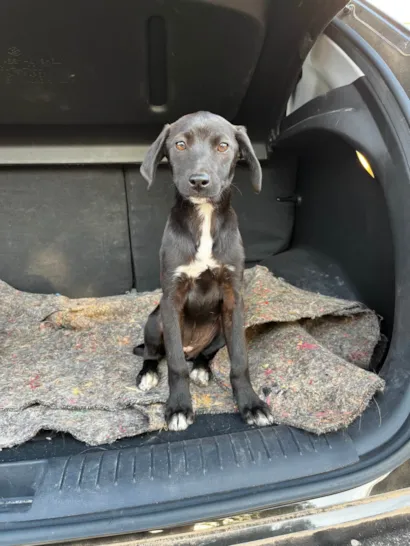 Cachorro ra a SRD-ViraLata idade Abaixo de 2 meses nome Sem Nome