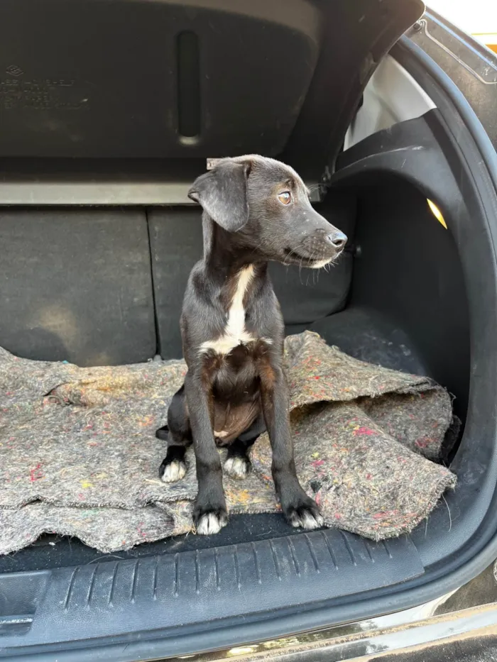 Cachorro ra a SRD-ViraLata idade Abaixo de 2 meses nome Sem Nome