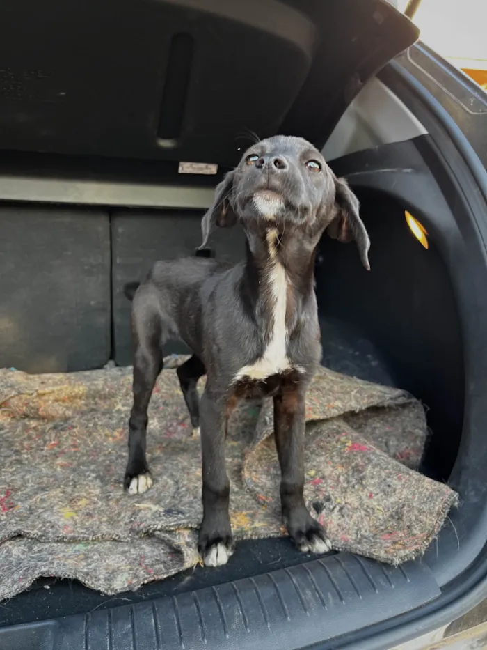 Cachorro ra a SRD-ViraLata idade Abaixo de 2 meses nome Sem Nome