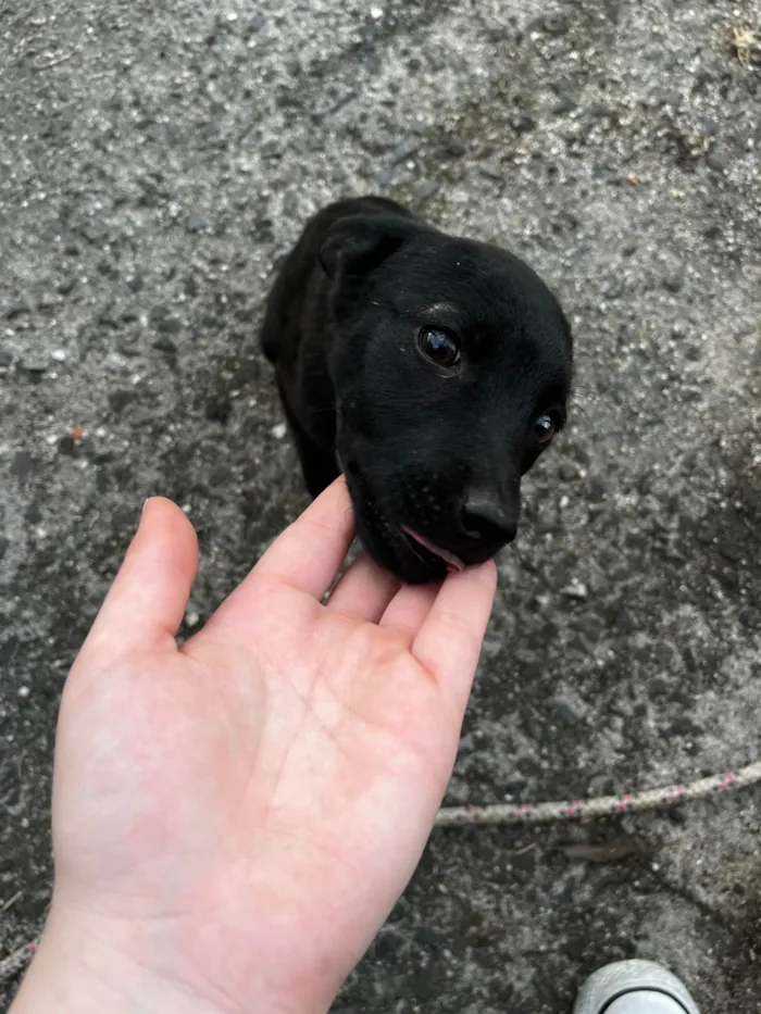 Cachorro ra a SRD-ViraLata idade Abaixo de 2 meses nome sem nome 